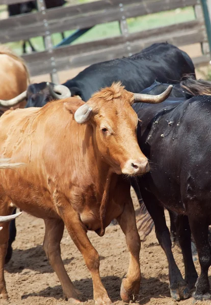 Červené plemeno kravského mléka ze španělského hospodářství. Andalusie — Stock fotografie