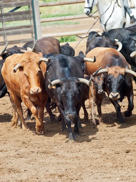 Stádo krav s telata. Španělsko, Andalusie — Stock fotografie