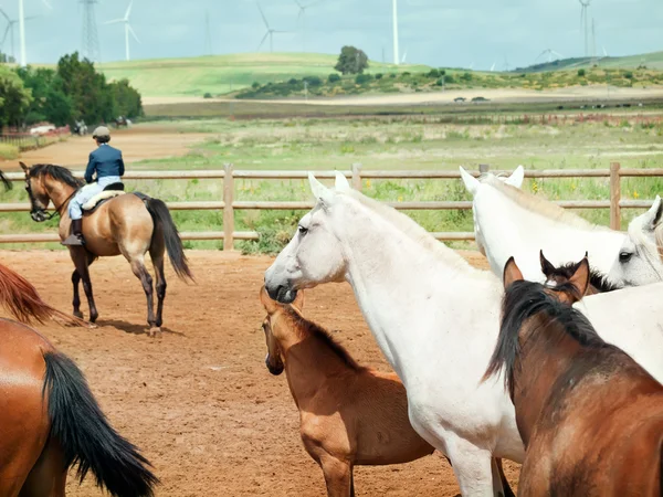 Mandria di cavalli in fattoria spagnola. Andalusia. Spagna — Foto Stock