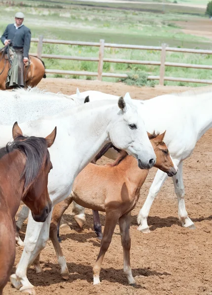 Horses herd with little foal at spanish farm. Andalusia. Spain — Stock Photo, Image