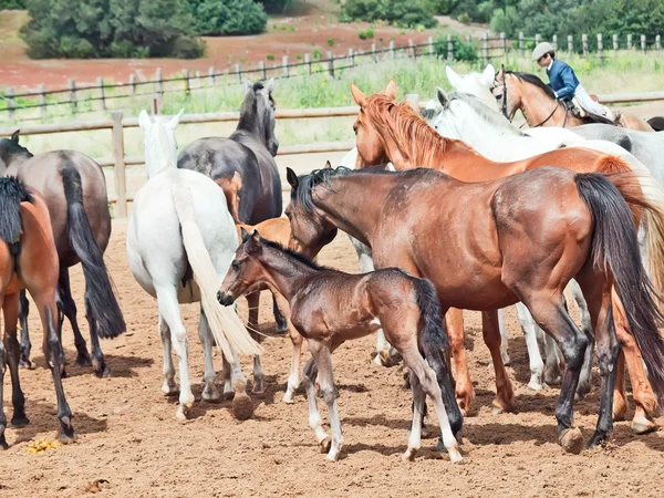 Una mandria di cavalli spagnoli nel paddock. Andalusia. Spagna — Foto Stock