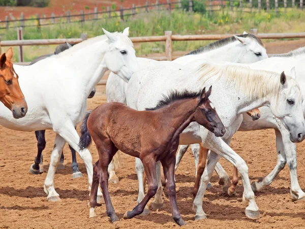 Koně nahánění s malý hříbě na španělské farmě. Andalusie. Španělsko — Stock fotografie