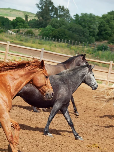 Galoping španělské koně nahánění. Andalusie. Španělsko — Stock fotografie