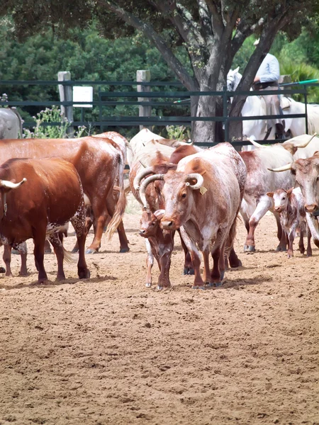 Mandria di mucche spagnole rosse con vitelli. Spagna, Andalusia — Foto Stock