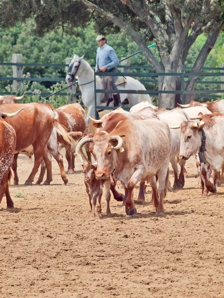 Mandria di vacca rossa spagnola con vitelli. Spagna, Andalusia — Foto Stock
