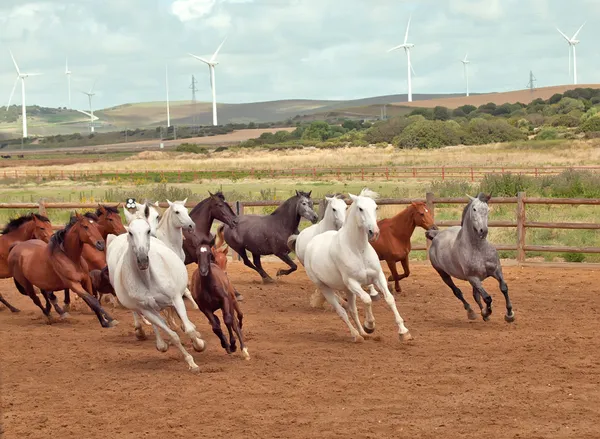Бегущие испанские лошади стадо. Андалусия. Испания Стоковое Изображение