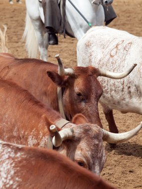 İspanyol kırmızı inek closeup sürüsü. İspanya, Endülüs