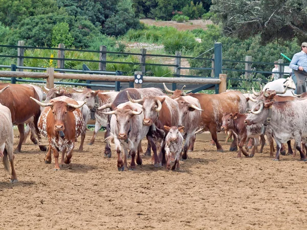 Kudde van rode Spaanse koeien met kalveren. Spanje, Andalusië — Stockfoto
