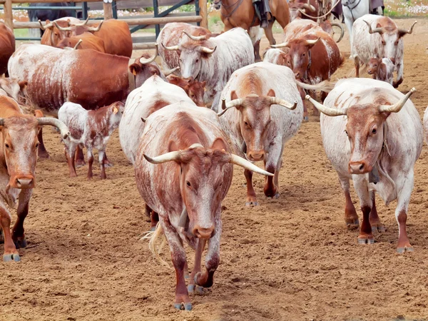 Stádo červeného španělského krav s telata. Španělsko, Andalusie — Stock fotografie
