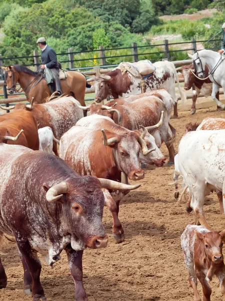 Herde roter spanischer Kühe mit Kälbern. Spanien, Andalusien — Stockfoto