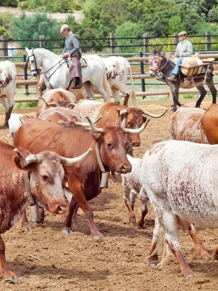 Trabajo tradicional español con rebaño de vacas. España, Andalucía —  Fotos de Stock
