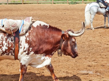 İspanyol red bull bir yük. İspanya, Endülüs