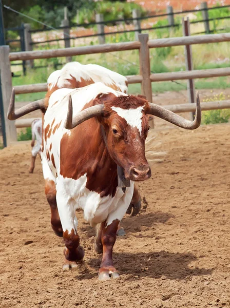 En cours d'exécution vache rouge espagnole. Espagne, Andalousie — Photo