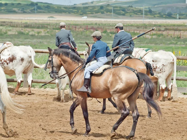 Trabajo rural tradicional español con rebaño de vacas en Andalucía, Spai — Foto de Stock