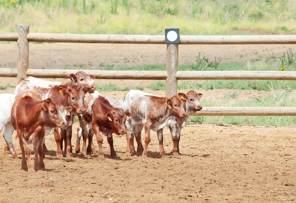 Un branco di piccoli vitelli spagnoli. Andalusia. Spagna — Foto Stock