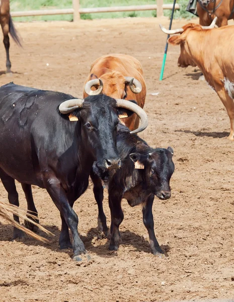 Černé plemeno kravského mléka s tele ze španělského hospodářství. Andalusie — Stock fotografie