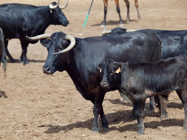 Leite vaca de raça negra com bezerro da fazenda espanhola. Andaluzia — Fotografia de Stock