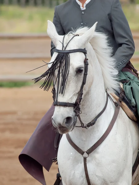 Portrait de cheval blanc andalisien en mouvement. Andalousie, Espagne — Photo