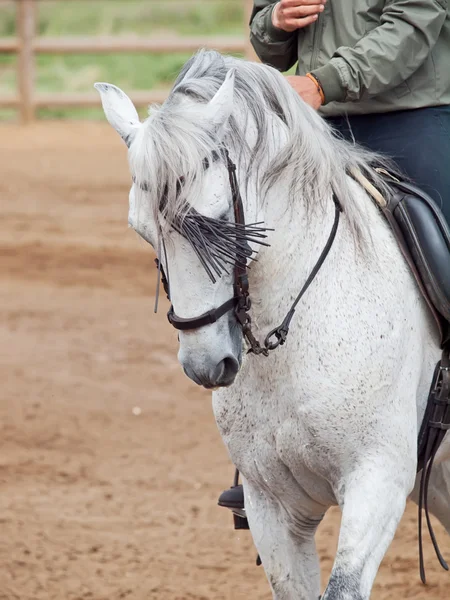 Retrato do belo cavalo cinzento andalisiano em movimento com cavaleiro — Fotografia de Stock