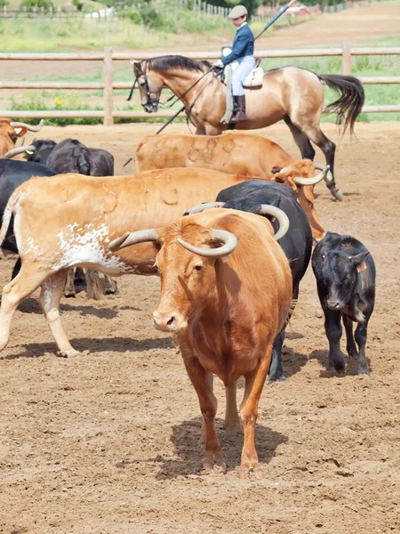 Troupeau espagnol de vaches avec veaux. Espagne, Andalousie — Photo