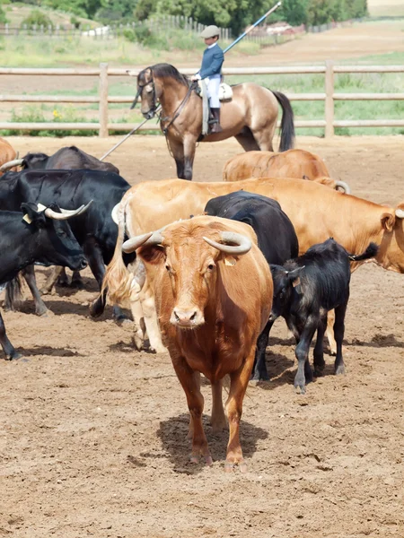 Manada de vacas com vitelos. Espanha, Andaluzia — Fotografia de Stock