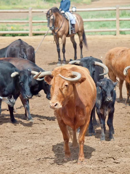 Stádo krav s telata. Španělsko, Andalusie — Stock fotografie