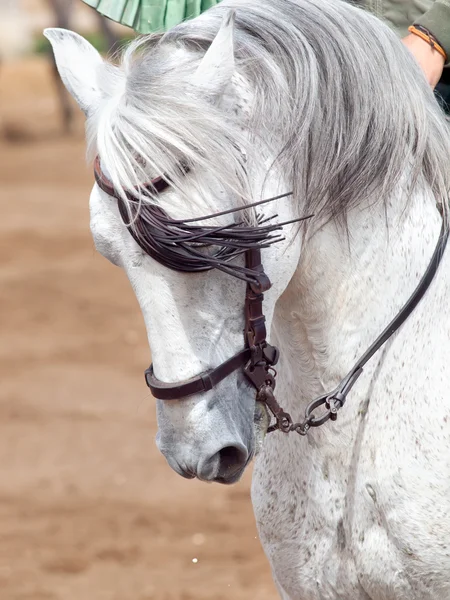 Porträtt av fin specled spansk häst i drag. Andalusien, Spanien — Stockfoto