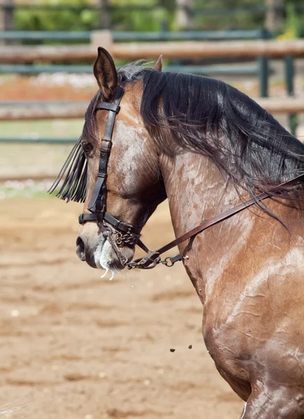 Portrét krásné andalisian koně v pohybu. Španělsko — Stock fotografie