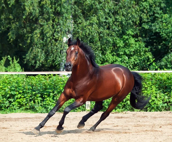 Galloping bay sportive german stallion in open manege — Stock Photo, Image