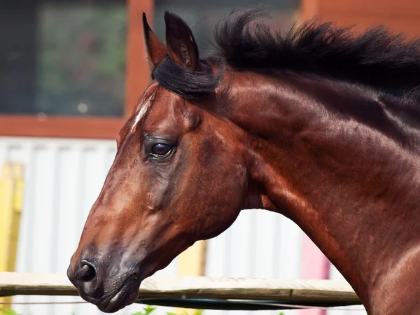 Портрет скачущей спортивной породистой лошади в открытом манеже — стоковое фото