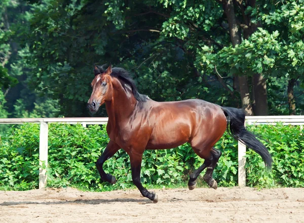 Galopperend paard van de baai sportieve RAS in open manege — Stockfoto