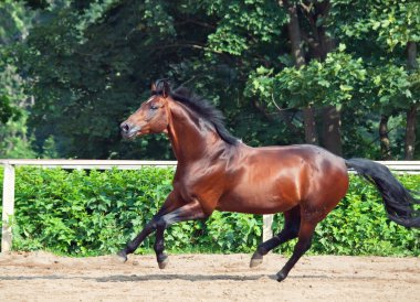 Açık yönetim içinde dört nala koşan defne sportive trakehner at