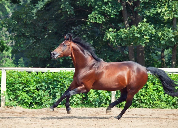 Скачущая лошадь Тракехнера в открытом манеже — стоковое фото