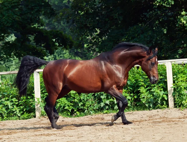 KLUSÁNÍ krásné sportovní koně v otevřené manéž — Stock fotografie