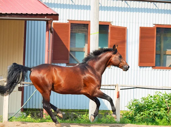 Galopperend paard van de baai sportieve RAS in open manege — Stockfoto
