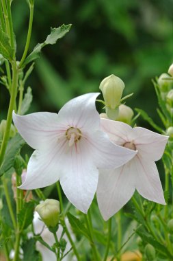 Platycodon in the meadow, Latin Platycodon grandiflorus clipart