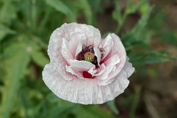 stock image Common poppy, Latin Papaver Rhoeas