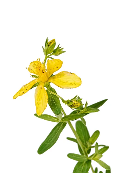 Virág Hypericum (Latin Hypericum) — Stock Fotó