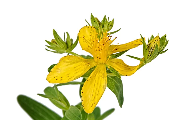 Blume von Hypericum (lateinisch hypericum)) — Stockfoto