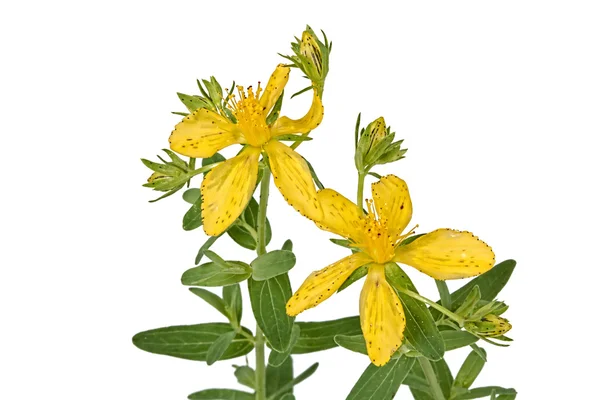 Flores de Hypericum (Latin Hypericum ) — Fotografia de Stock