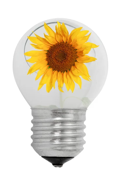 Shattered light bulb and sunflower — Stock Photo, Image