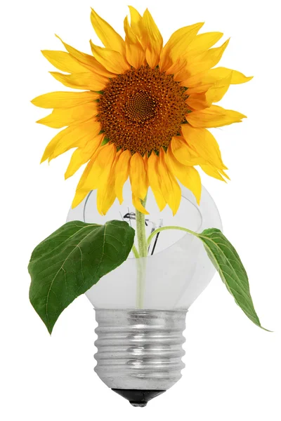 Shattered light bulb and sunflower — Stock Photo, Image