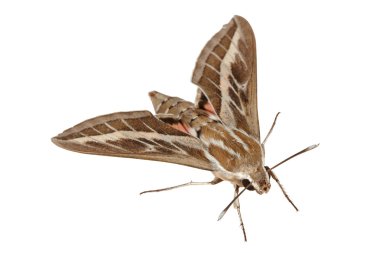 Bedstraw Hawk-Moth or Gallium Sphinx (Lat. Hyles gallii) isolate clipart