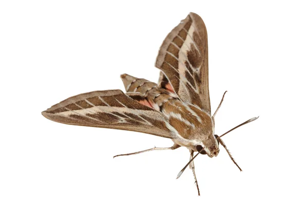Bedstraw Hawk-Moth or Gallium Sphinx (Lat. Hyles gallii) isolasi — Stok Foto