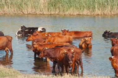 Cows in the river clipart