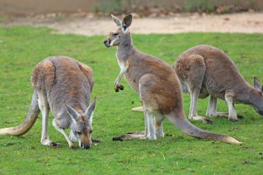 Red Kangaroos clipart