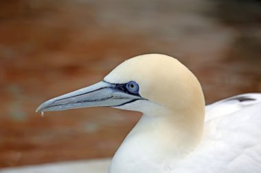 Kuzey gannet