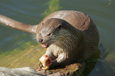 European Otter clipart