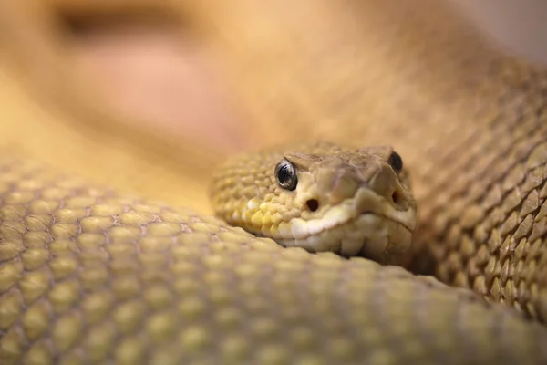 Rattlesnake — Stock Photo, Image