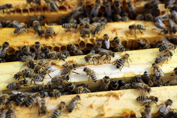 Honey Bees — Stock Photo, Image